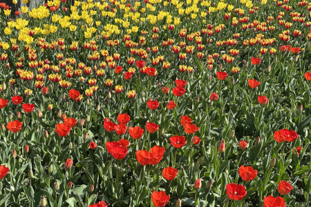 Tulipány