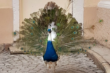 Hrdina