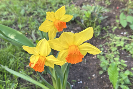 NARCISKY