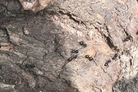 Mravenci perličky